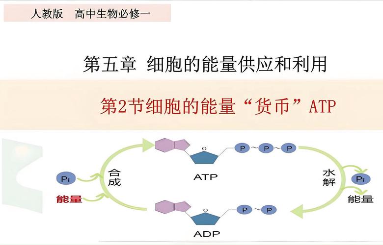 驅(qū)動(dòng)蛋白有ATP酶活性嗎，驅(qū)動(dòng)蛋白的運(yùn)輸方向是從微管負(fù)端到正端